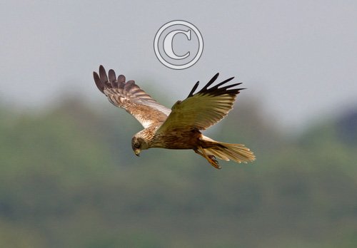 Marsh Harrier DM1527